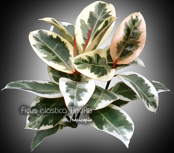 Ficus - Ficus elastica 'Tineke' - Rubber plant